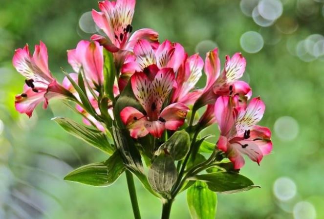 А есть ли на свете цветы, что не увядают?