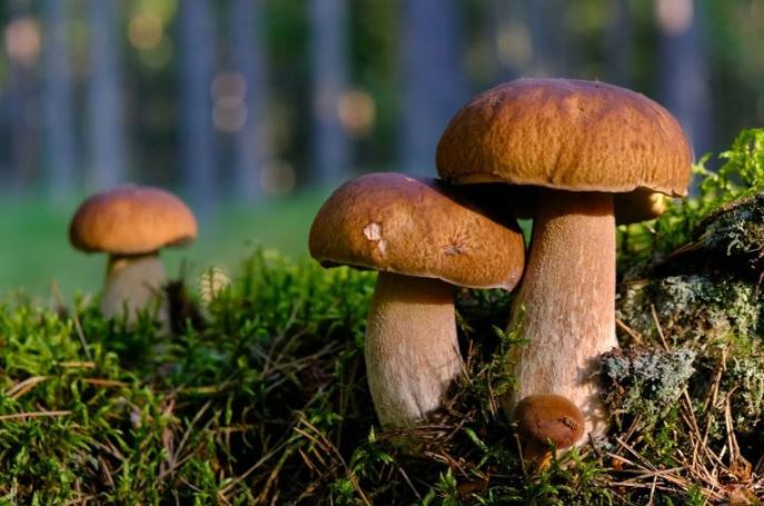 Грибы в свердловской области: актуальный обзор на сегодняшний день