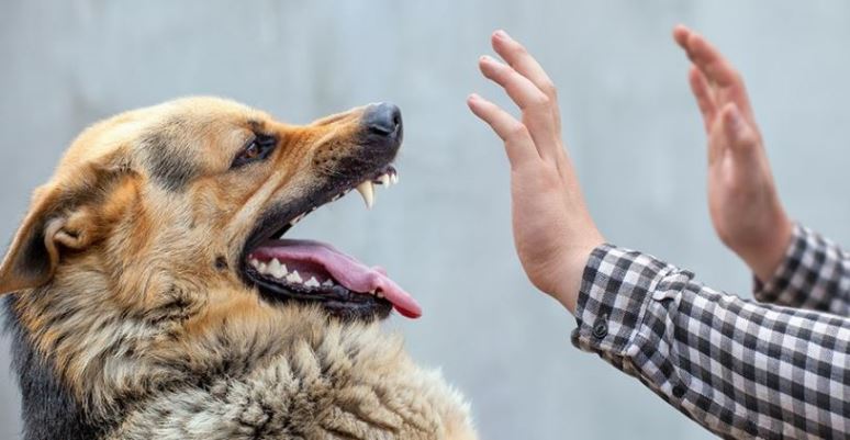 Освоение методов проверки наличия бешенства у человека