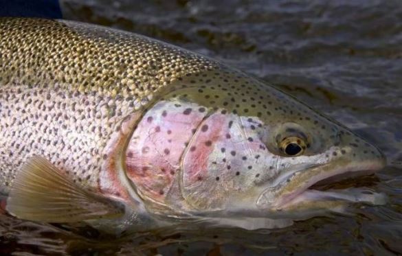 Когда ловят нерку на Дальнем Востоке