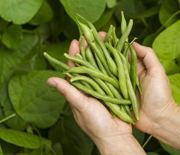 Когда сажать спаржевую фасоль в открытый грунт весной